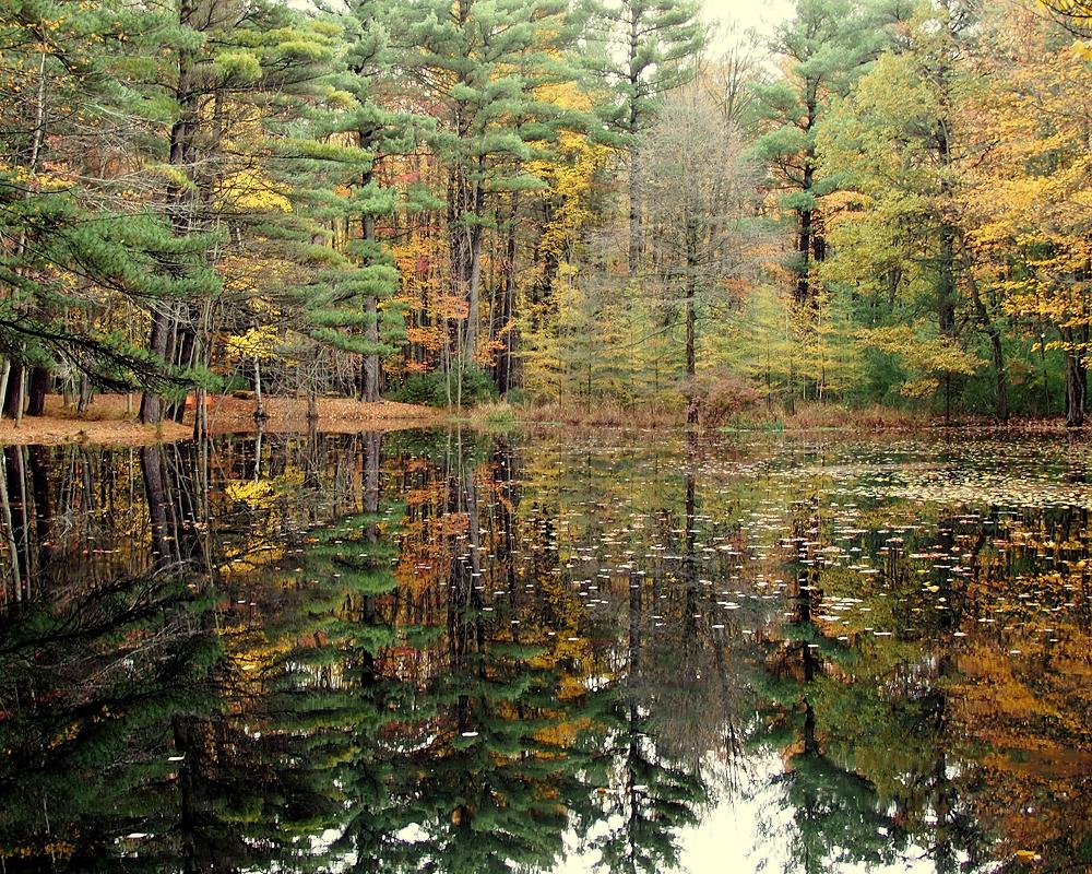 forest trees reflected on a pond